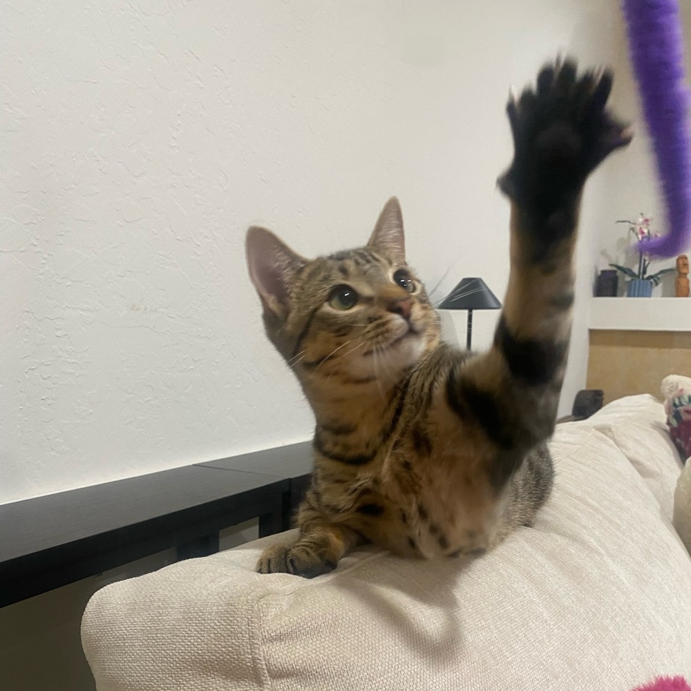 Meet your Posher, Loki